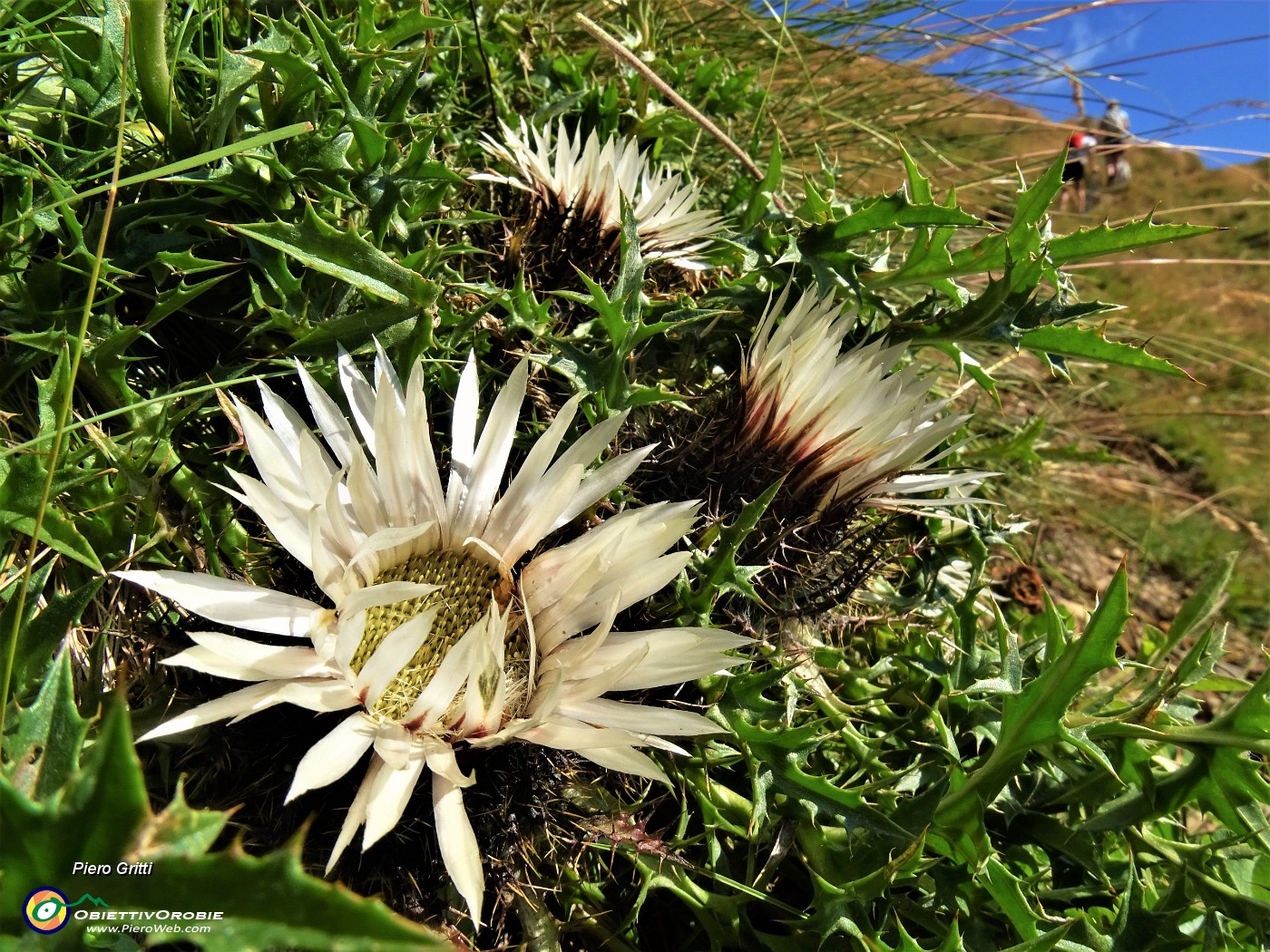 16 Carlina acaulis (Carlina bianca) in piena fioritura.JPG